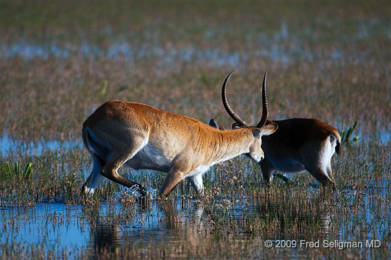 20090614_172701 D300 X1.jpg - I am not sure if this is a 'regular' springbok or something else.  Seen in Okavango Delta, Botswana